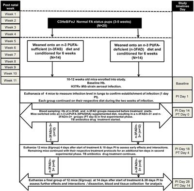 Adjunct n-3 Long-Chain Polyunsaturated Fatty Acid Treatment in Tuberculosis Reduces Inflammation and Improves Anemia of Infection More in C3HeB/FeJ Mice With Low n-3 Fatty Acid Status Than Sufficient n-3 Fatty Acid Status